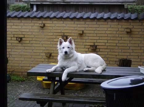 Hvid schæfer olsen -  er jeg ikke bare skøn  billede 12