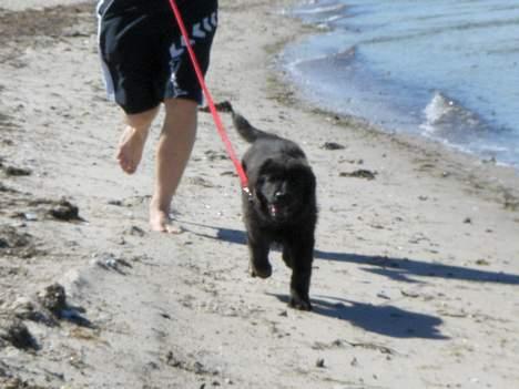 Blanding af racer Diva - Endelig kan jeg løbe fra ham. billede 12