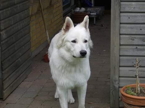 Hvid schæfer olsen - ja ja jeg kommer nu billede 13