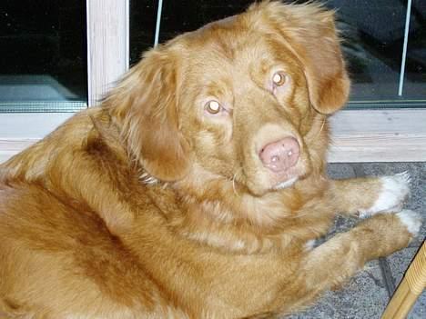 Nova scotia duck tolling retriever Rocco billede 1