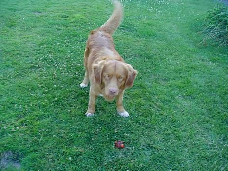 Nova scotia duck tolling retriever Rocco billede 2