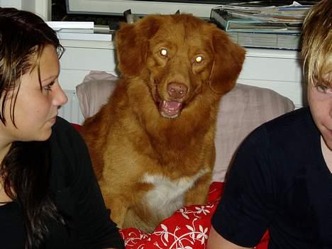 Nova scotia duck tolling retriever Rocco billede 3