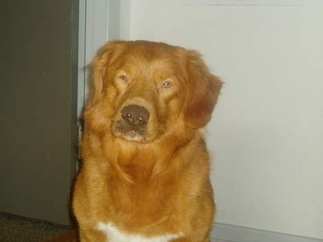 Nova scotia duck tolling retriever Rocco billede 4