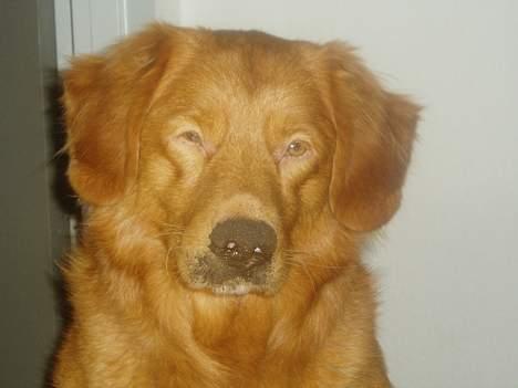 Nova scotia duck tolling retriever Rocco billede 5