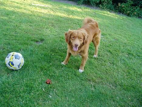Nova scotia duck tolling retriever Rocco billede 6