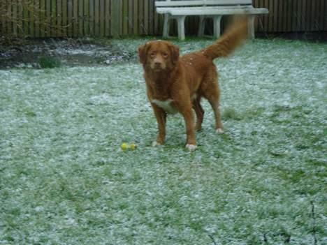 Nova scotia duck tolling retriever Rocco billede 7
