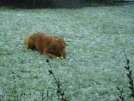 Nova scotia duck tolling retriever Rocco billede 8