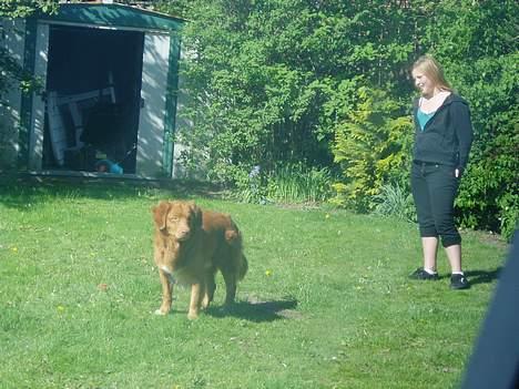 Nova scotia duck tolling retriever Rocco billede 9