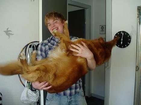 Nova scotia duck tolling retriever Rocco billede 10