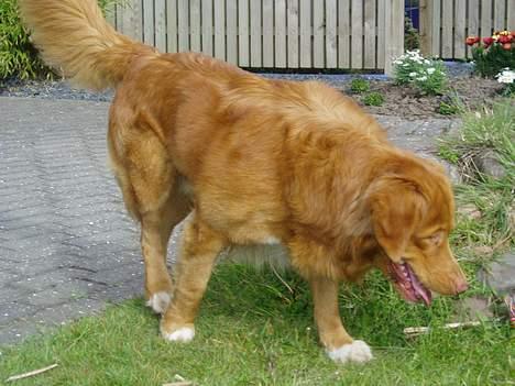 Nova scotia duck tolling retriever Rocco billede 11