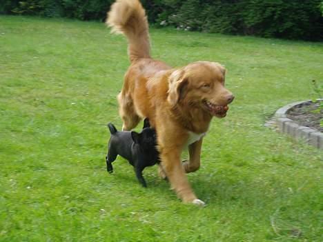 Nova scotia duck tolling retriever Rocco billede 12