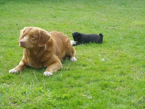 Nova scotia duck tolling retriever Rocco billede 13