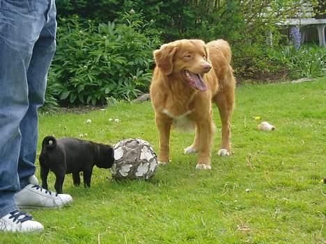 Nova scotia duck tolling retriever Rocco billede 14