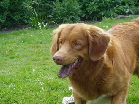 Nova scotia duck tolling retriever Rocco billede 15