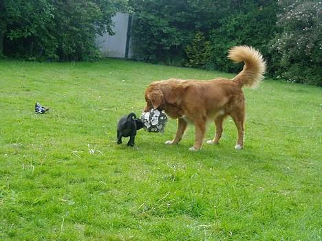 Nova scotia duck tolling retriever Rocco billede 16