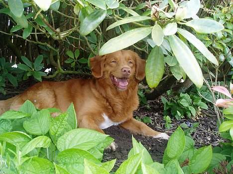 Nova scotia duck tolling retriever Rocco billede 17
