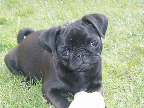 Mops Molly  - Molly 12 uger. billede 10