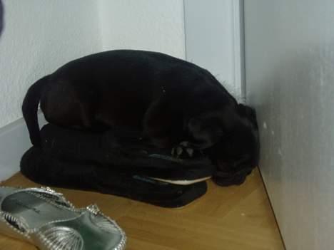 Mops Molly  - Molly 11 uger. billede 11