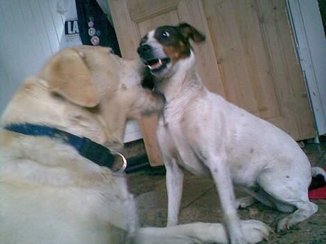 Dansk svensk gaardhund Tøsen <3 ¤ Anée's¤  billede 13