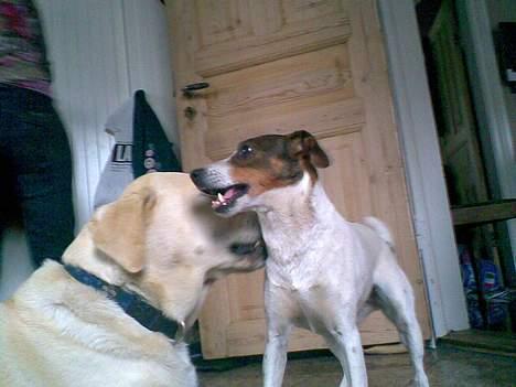 Dansk svensk gaardhund Tøsen <3 ¤ Anée's¤  billede 14