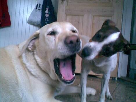 Dansk svensk gaardhund Tøsen <3 ¤ Anée's¤  billede 15