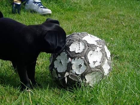 Mops Molly  - Molly 12 uer. billede 12