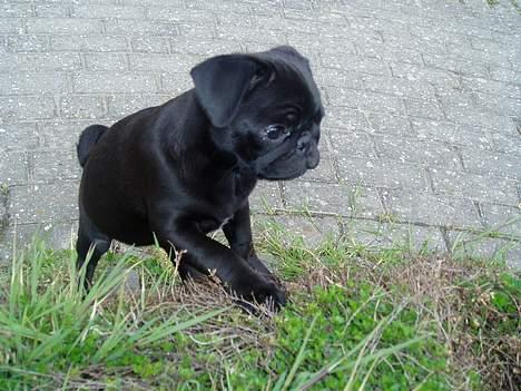 Mops Molly  - Molly 12 uger. billede 13