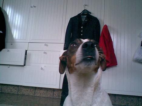 Dansk svensk gaardhund Tøsen <3 ¤ Anée's¤  billede 16