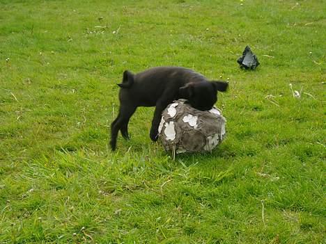 Mops Molly  - Molly 12 uger. billede 14