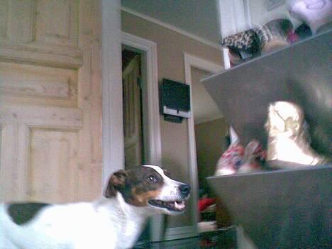 Dansk svensk gaardhund Tøsen <3 ¤ Anée's¤  billede 17