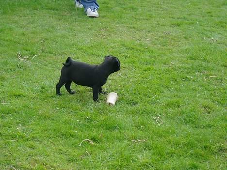 Mops Molly  - Molly 12 uger. billede 15