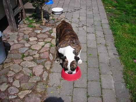 Engelsk bulldog Prinsesse Freja - mmmm.... MAD billede 15