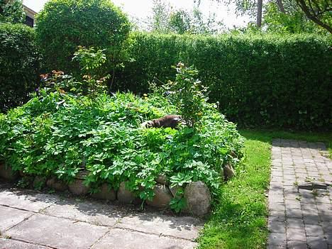 Engelsk bulldog Prinsesse Freja - du kan ikke finde mig..... billede 16