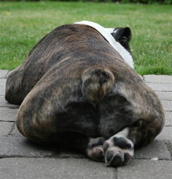 Engelsk bulldog Prinsesse Freja - Freja Numsemus  :o) billede 17