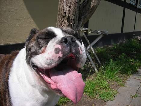 Engelsk bulldog Prinsesse Freja - ARRRRRRR.... det er hårdt at være hund... billede 18