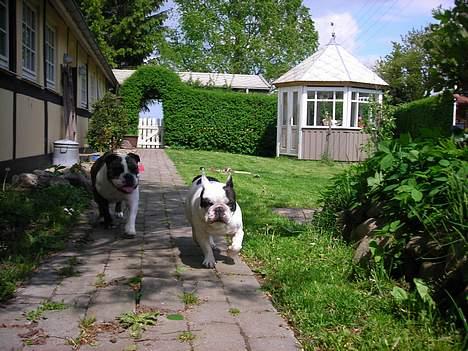 Fransk bulldog Prins Freddy R.I.P - NU kommer jeg.. billede 17