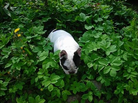 Fransk bulldog Prins Freddy R.I.P - jeg gider ikke lege gemme mere billede 18