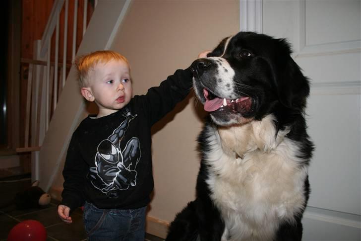 Blanding af racer <3HERCULES<3 - hejsa billede 1