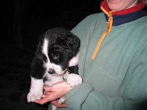 Blanding af racer <3HERCULES<3 billede 3