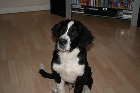 Blanding af racer <3HERCULES<3 billede 4