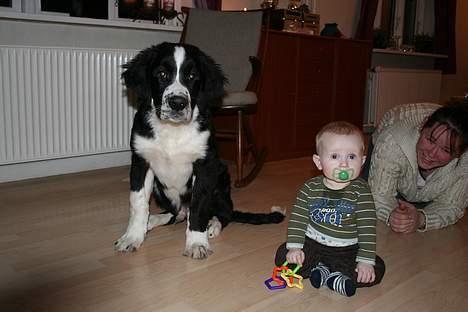 Blanding af racer <3HERCULES<3 billede 5