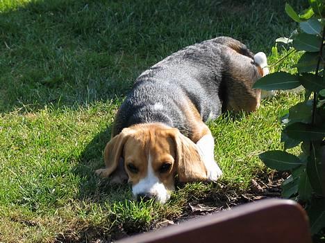 Beagle Molly - Molly sommeren 2006 billede 1
