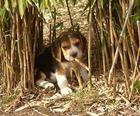 Beagle Molly billede 2