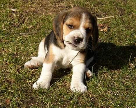 Beagle Molly billede 3