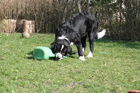 Blanding af racer <3HERCULES<3 billede 6