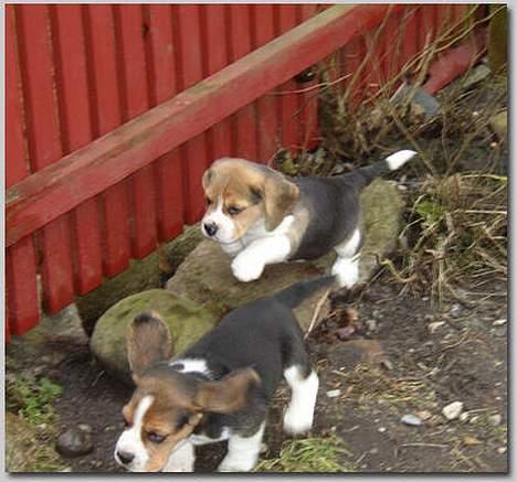 Beagle Molly - Molly sammen med en af hendes søskende dengang vi købte hende billede 4