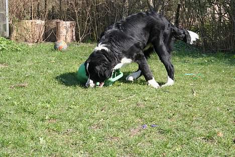 Blanding af racer <3HERCULES<3 billede 7