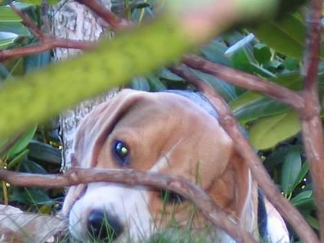 Beagle Molly billede 5