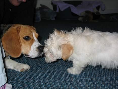 Beagle Molly - Molly hilser på Kikki billede 6