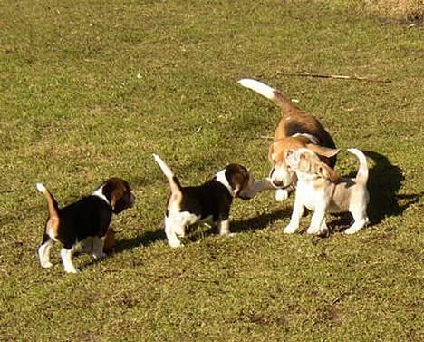 Beagle Molly - Molly med hendes mor og nogle af hendes søskende billede 7